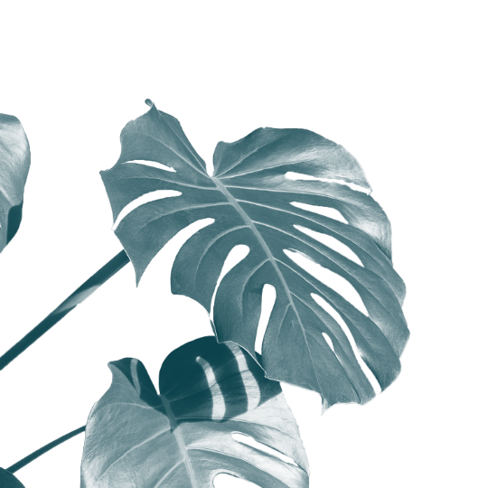 graphic of a blue plant